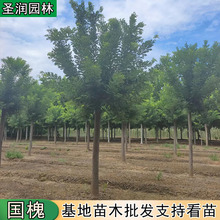 速生国槐，国槐小苗，金叶槐，金枝槐，国槐批发基地