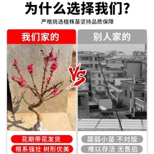 һԎ҃ȿ͏dļ辰ֲͥԺذҘ