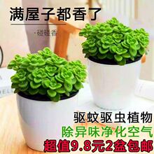 ������һĨ����ζ���ԝ����;Gֲ��ʳ�ÿ͏d�̨�����x���ֲ��