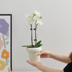 赤赤胡蝶蘭植木鉢白トランペットinsクリーム風デスクトップ小鉢植え陶磁器小植木鉢