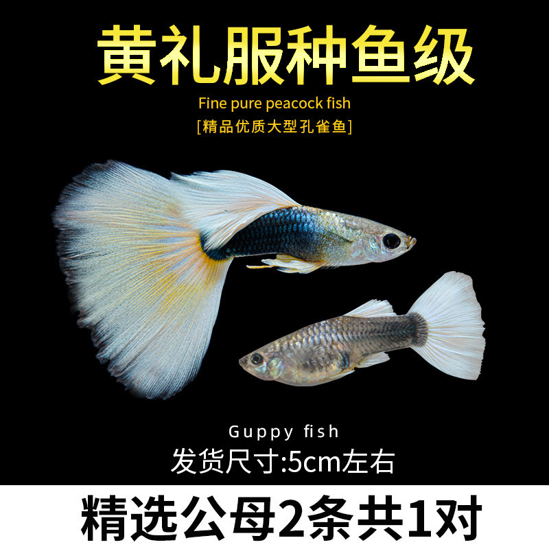 孔雀鱼精品小鱼缸观赏鱼好养耐活热带鱼活鱼天空蓝小型小鱼苗|undefined