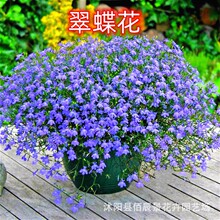 翠蝶花种子半边莲六倍利耐寒阳台庭院公园观赏植物花种籽