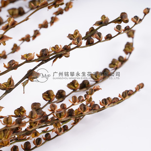 ���ɻ������ϡ���Ȼֲ������m���ɻ����Ļ�֦�ɹ��Ĕz�O�b���