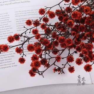 永生虎眼干花花束永生花真花雪梅花毛绒球类家居摆件插花花材批发