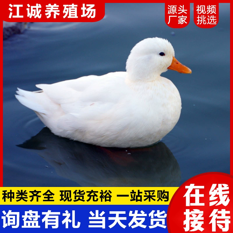 Цена живых уток Кол, детских уток, интернет-знаменитостей, декоративных уток, живых утенков, пары самцов и самок уток Кол.