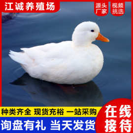 观赏可爱鸭子 家养宠物鸭 景区池塘观赏柯尔鸭图片 柯尔鸭活宠物