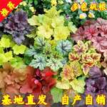 彩叶矾根花苗大苗室外耐寒观叶植物盆栽宿根花卉庭院绿化多色可选