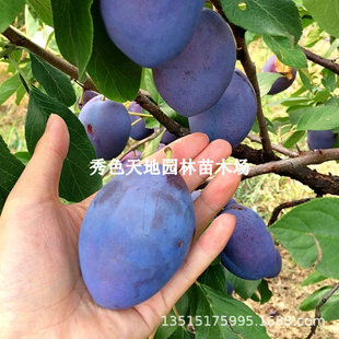 �{����÷���ͺ��½���÷����編�m����������ͥԺ���Կ���������