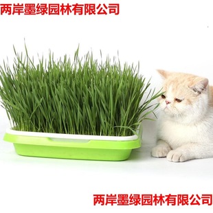 ؈ݸ߮aСNNwNѿͺС۳Բ