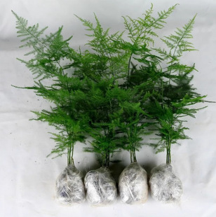 Asparagus Potted Green Plants Flower Bonsai Plants Indoor Living Room Hydroponic Pine Cloud Bamboo Asparagus Large Seedlings Evergreen All Year Round