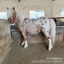 马匹 德保矮马 宠物马 半血马种马 马小马驹怎么养殖