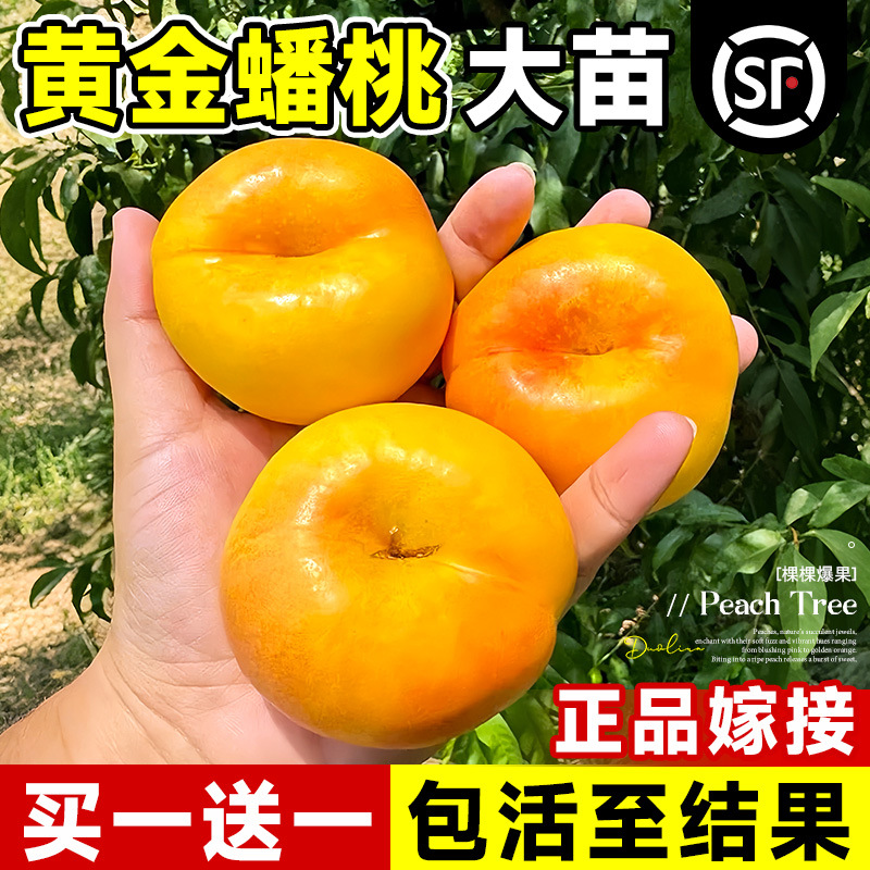 黄金蟠桃苗特大早熟嫁接桃树苗盆栽地载南方北方种植耐寒当年结果