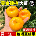 黄金蟠桃苗特大早熟嫁接桃树苗盆栽地载南方北方种植耐寒当年结果