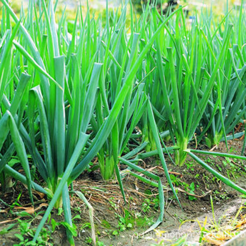 高产耐热葱籽 易种植高白脆甜大葱种子四季可播种速生小香葱种籽