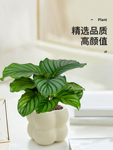 竹芋盆栽室内桌面大叶植物办公室观叶绿植四季花卉净化空气