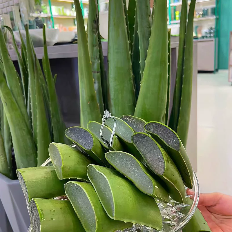 Гель алоэ вера для полива кожи, густое вращающееся растение алоэ вера в горшке, карибское алоэ вера в горшке с толстыми листьями