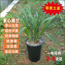 素心兰花建兰四季兰苗草青山玉泉国色天香龙岩铁骨素锦旗细叶国兰