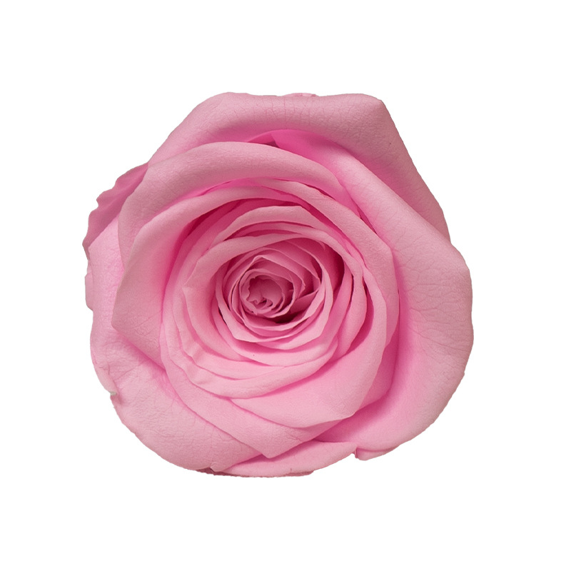 4-5cm 8 Flores, grado B DIY flores eternas, rosas eternas, Yunnan Kunming al por mayor, flores preservadas