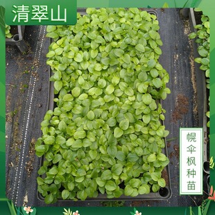 �ς���N���ļ����GͥԺ�e���쾰�����׻���B�Ҹ���С�����͘�