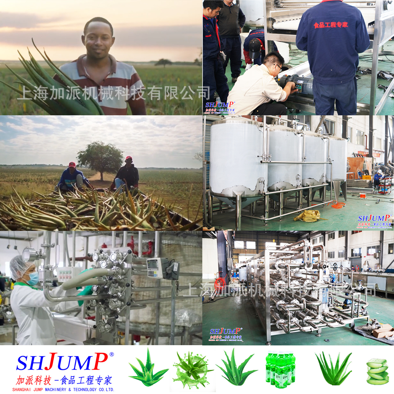 蘆薈加工生產線5