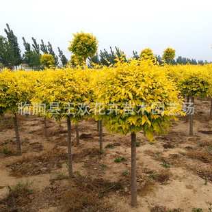 ���~�ܻ��ع�������ͥԺ�G����ľ���~�������������ܘ���ܘ���