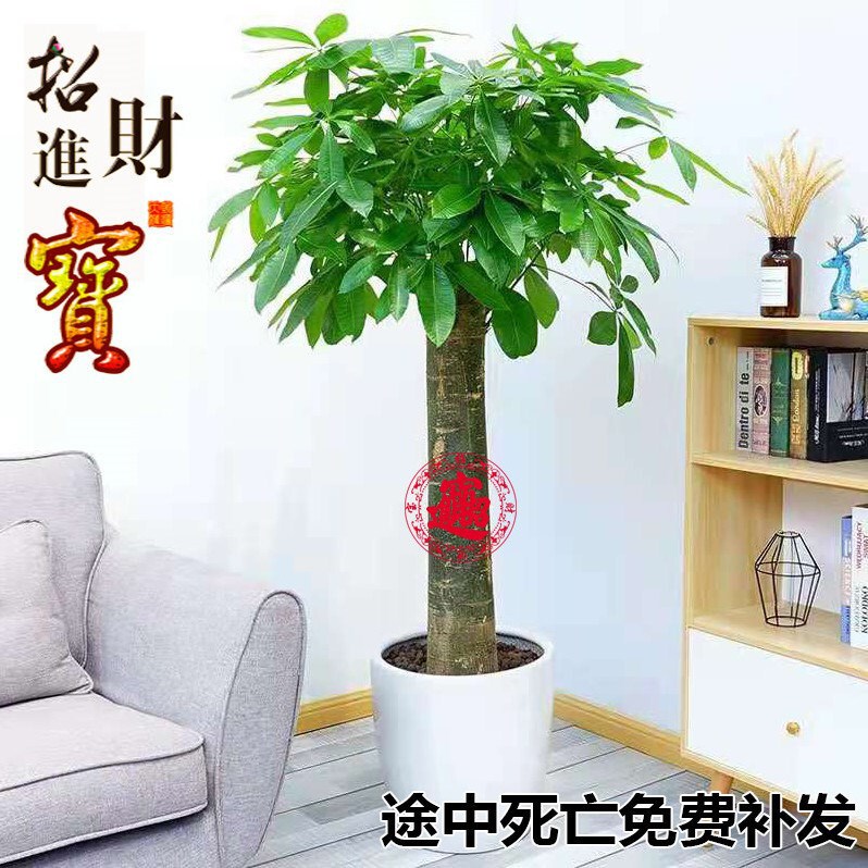 Money Tree Potted Money Tree, a Big Money Tree That Attracts Wealth and Prosperity, Housewarming, Opening, Living Room, Money Tree, Money Tree, Big Pot, Big Tree