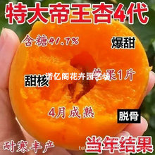 杏树苗南方北方种植耐寒嫁接特大帝王杏树苗甜杏苗大黄杏当年结果