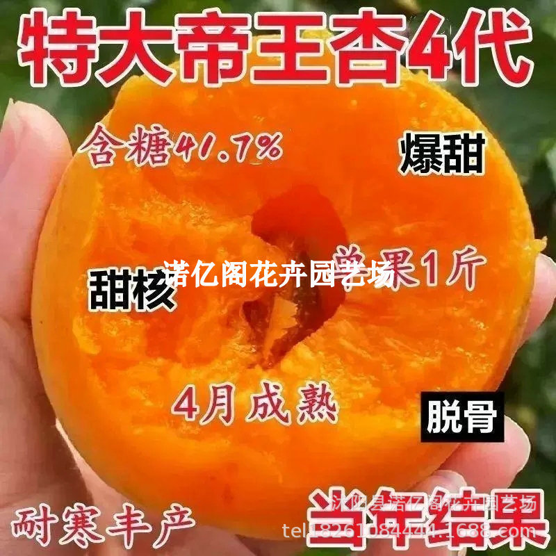 杏树苗南方北方种植耐寒嫁接特大帝王杏树苗甜杏苗大黄杏当年结果