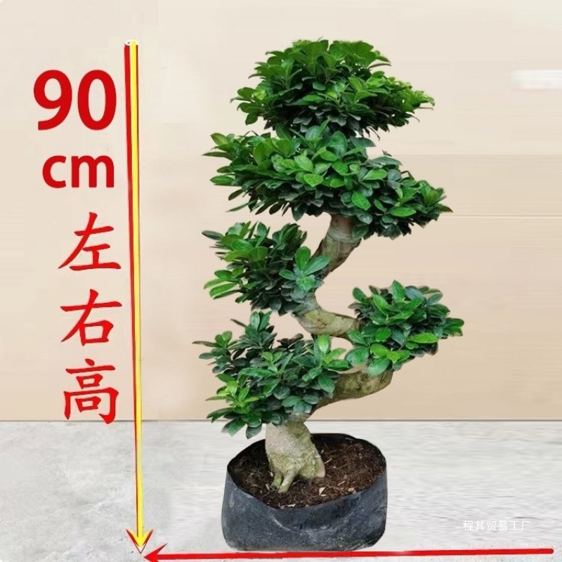 批发大型小叶榕树造型8字盆景盆栽室内四季常青气根客厅植物人参