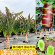 �n�ķN���n�S�N���ļ��̨�N���͟��r���߲����ļ��׼��~�n�S�N��