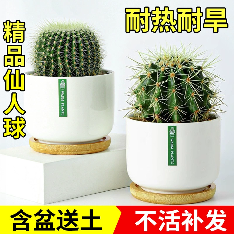 Золотая Корона Золотой Янтарь Золотой Тигр Кактус Комнатное Растение в Горшке Офис Балкон Суккулентное Растение Легко Растить Цветы