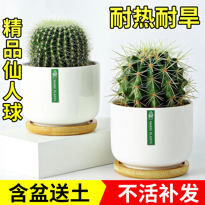 Golden Crown Golden Amber Golden Tiger Cactus Cactus Indoor Potted Plant Office Balcony Succulent Plants Good Flowers