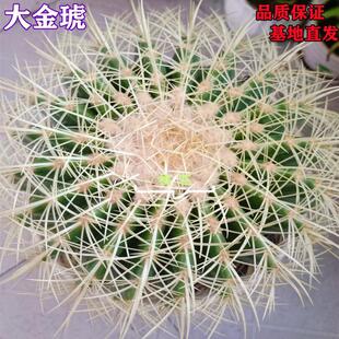 Extra Large Golden Cactus Potted Plant Large Golden Tiger Succulent Plant Radiation-Proof Indoor Desk Four-Season Cactus