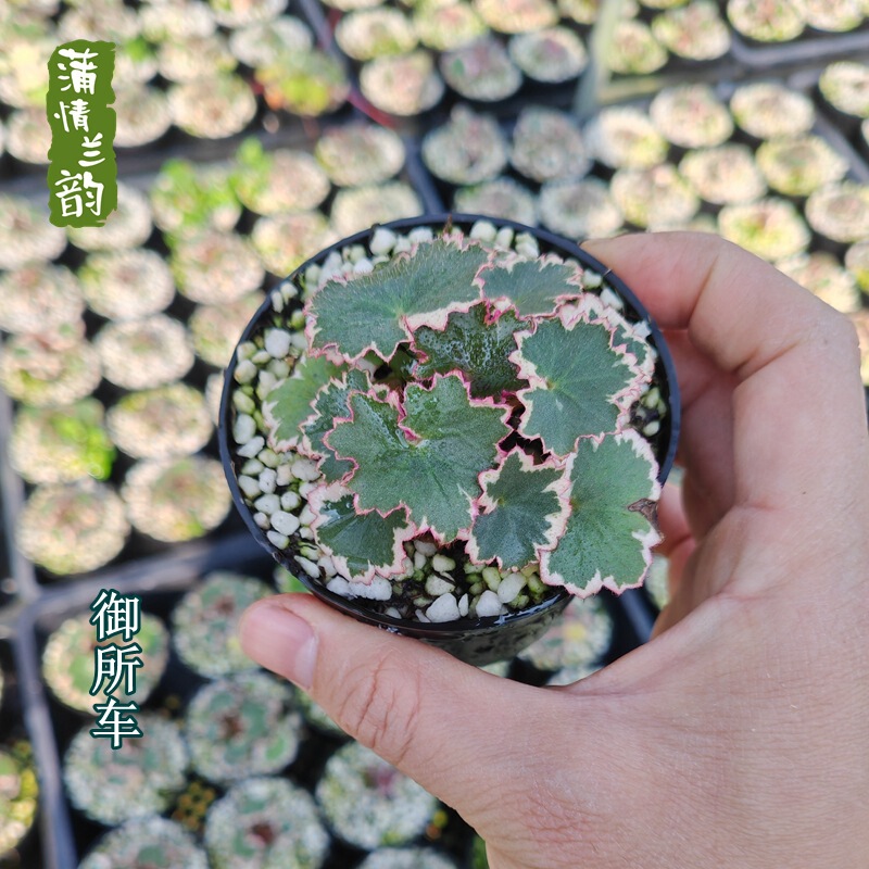 Japanese Hidroica (Hidroica Japonica) Mini Easy-Care Indoor Desktop Small Potted Plant, Evergreen Micro Bonsai Japanese Hidroica (Hidroica Japonica) Mini Easy-Care Indoor Desktop Small Potted Plant, Evergreen Micro Bonsai