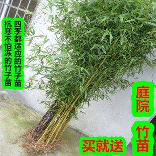 �����籱���ͺ�ͥԺ�G�����^����ֲ���ļ������_�������Ә���