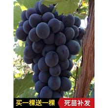 �Ϸ��Nֲ�������ј��m�޷��ش����Ԯ���Y���ĺڱ����ͺ����ј���