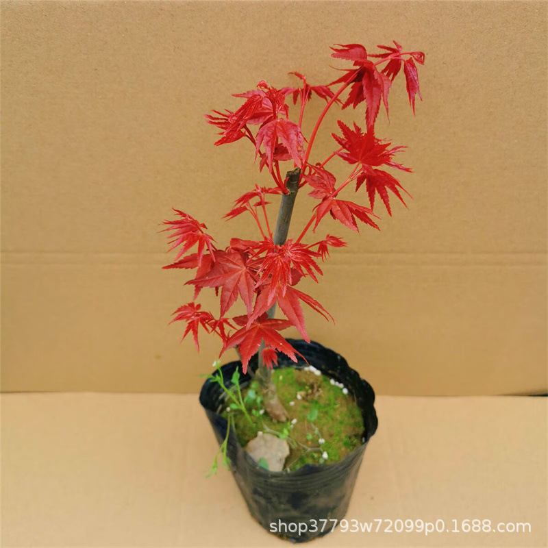 Fine small potted plants with soil