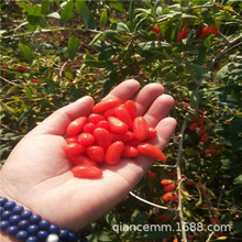 ���lʳ����轘��� ������ ����Y�� �t����Ϸ������ͺ�ֲ��