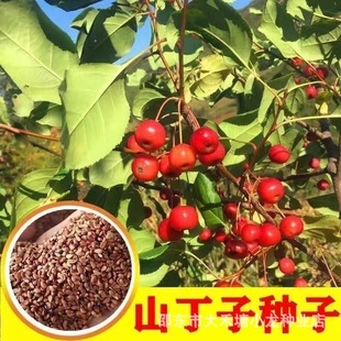 ɽ���ӷN��ɽ�G�Ӗ|��ɽ���ӹ���N�����~��ľҰ�����@�@ˇͥԺ�N