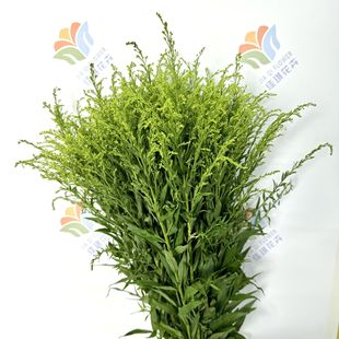Yellow Warbler Flowers Yunnan Base Straight Hair Huangying Bouquet with Flowers and Grass Flowers Wedding Forest Fresh Leaves