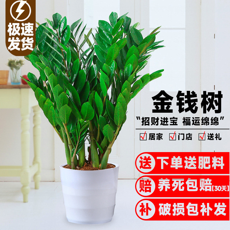 Money Tree Potted Plant Indoor Living Room Green Plant Easy to Grow Large Flower Pot Money String Flower Office Fortune Tree