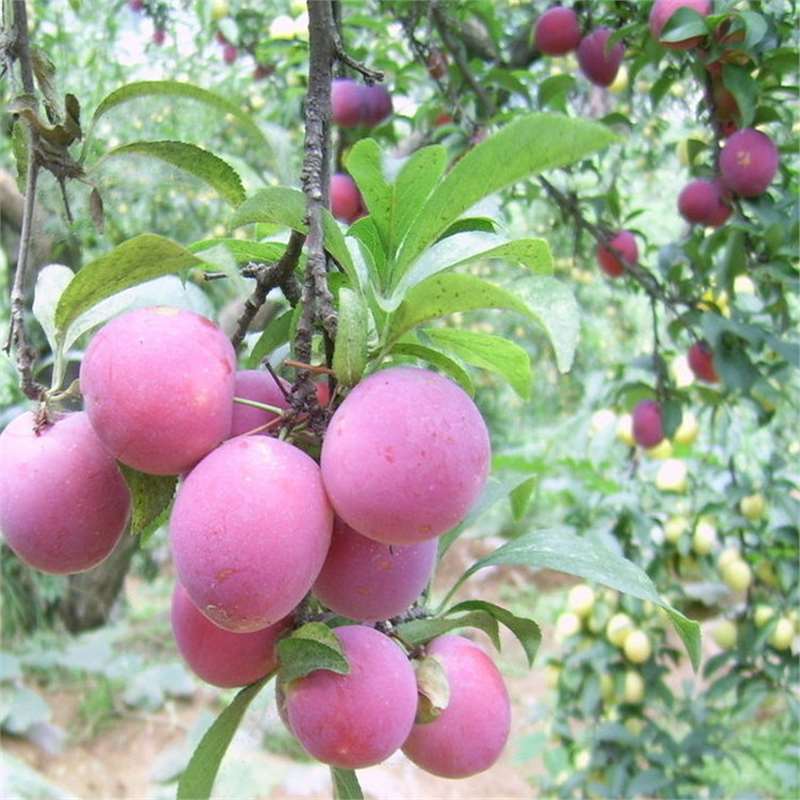 Cross-border prune seeds plum seeds fruit seeds