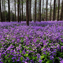 二月兰花种子四季种耐寒诸葛菜种子花种子四季易活多年生宿根耐阴