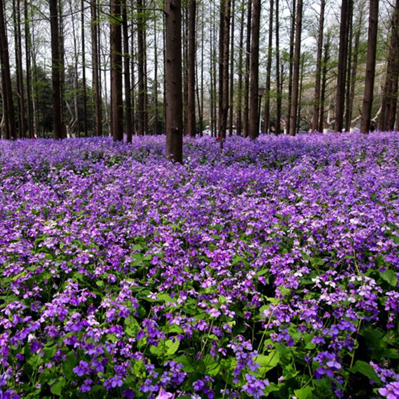 二月兰花种子四季种耐寒诸葛菜种子花种子四季易活多年生宿根耐阴