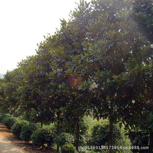 ���ϏV���m�������l ֱ��8-10-15-20�������m�r�� �ɻ����m�L����