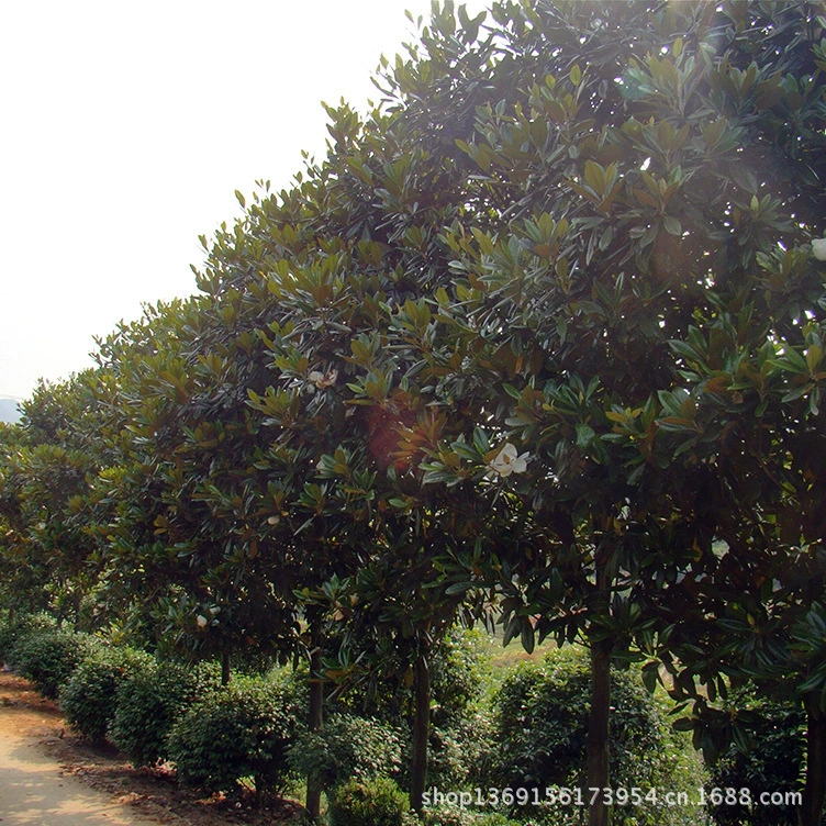 Оптовая база Хунаньская магнолия Диаметр 8-10- 15-20cm Цена магнолии Лотос Магнолия Пейзажное дерево