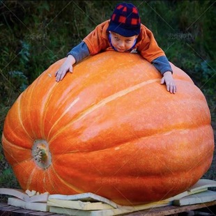 �����ϹϷN���ش�߮a�ϹϷN���ļ������^�pʳ�ô��Ϲ����ļ�����