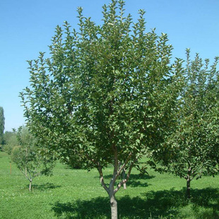 ɽ��� �����ɽ��������ɽ高��箔��Y�� �ϱ����Nֲ���Թ���