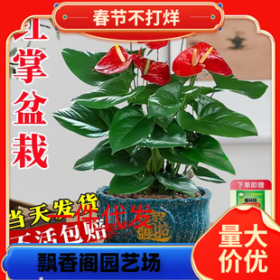 һ�����l�t�����Ԏ����������\���^����ֲ���҃Ⱥ��B�Gֲ�ļ��_��