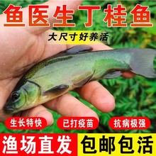 丁桂鱼苗淡水养殖食用活鱼特大欧洲丁鱥鱼须鱼岁小鱼苗冷水观赏鱼